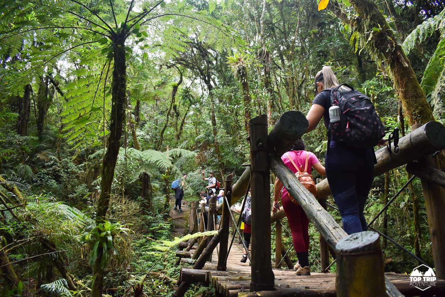Caminho do Itupava e Serra do Mar: como incluir essa experiência em um roteiro saindo de Curitiba — O passeio de trem como alternativa contemplativa