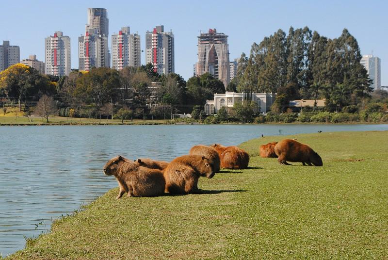 Parque Barigui: por que esse é um dos melhores lugares para sentir o jeito curitibano de viver